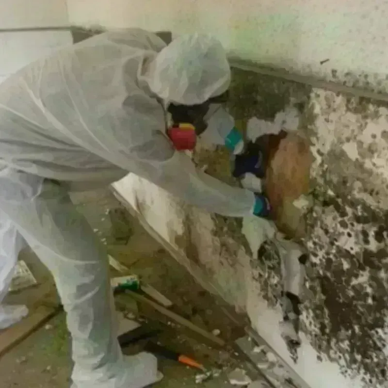 Mold Remediation and Removal in La Plata County, CO